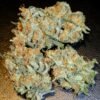 Buy Aurora Indica