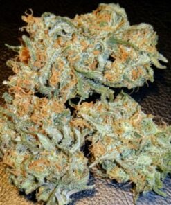 Buy Aurora Indica