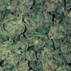 Buy Jamaican Pearl