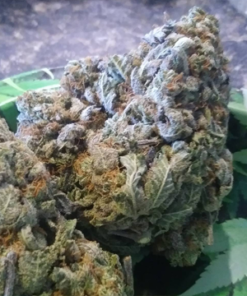 Lavender Haze