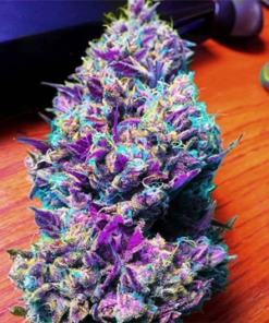 Purple Kush