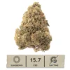 Raspberry Bear Claw Hemp Flower