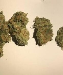 Critical Kush