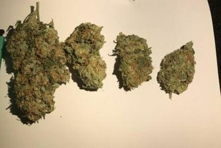 Critical Kush