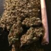 Buy Sensi Star