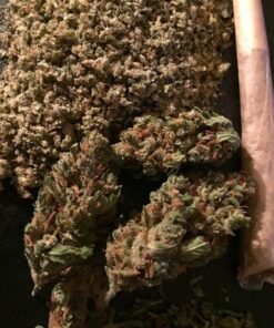 Buy Sensi Star